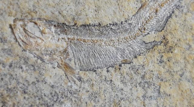 Allothrissops cf. salmoneus BLAINVILLE 1818 - Bild © FossNet FossilienStore